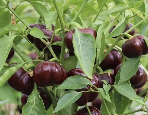 chocolate mini capsicum seeds